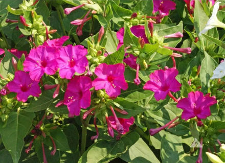 Four O’Clock ROSE Flowers Perennial NonGMO Hummingbirds Love 36 Seeds resmi