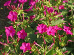 Four O’Clock ROSE Flowers Perennial NonGMO Hummingbirds Love 36 Seeds resmi