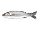 Picture of Turkish Branzino (Levrek) 1.1lb (approximately)