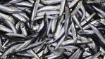 FINS Temizlenmiş Hamsi 1lb resmi