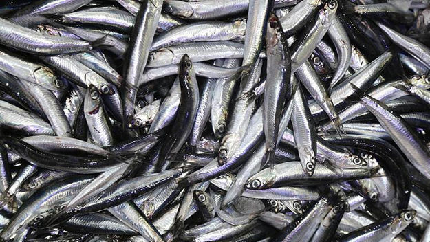 FINS Temizlenmiş Hamsi 1lb resmi